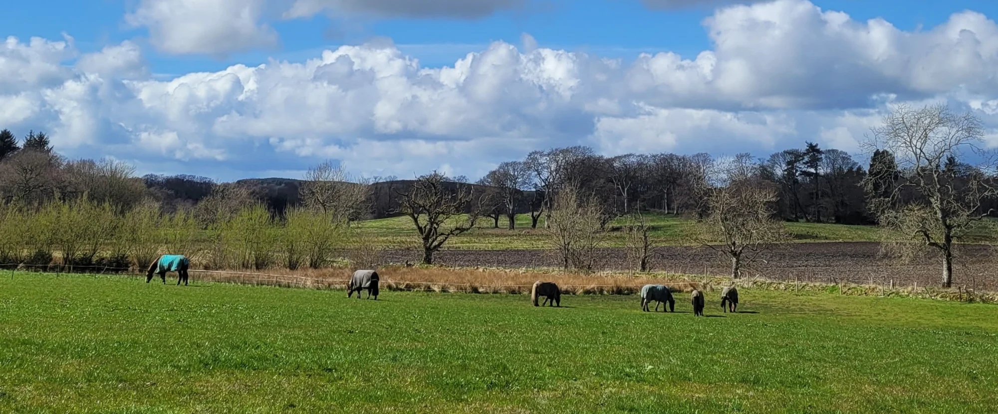 Newton_of_Straloch_livery_aberdeenshire-grazing