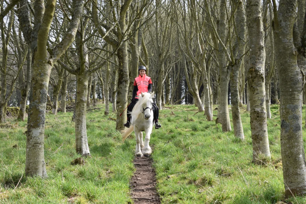 Newton_of_Straloch_livery_aberdeenshire-hacking