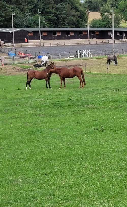 Newton_of_Straloch_livery_aberdeenshire
